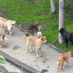 Numărul maidanezilor, tot mai mare pe străzile Buzăului. Un nou serviciu de ecarisaj ar urma să fie înființat