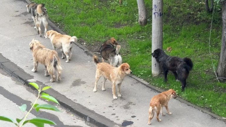 Numărul maidanezilor, tot mai mare pe străzile Buzăului. Un nou serviciu de ecarisaj ar urma să fie înființat