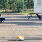 Proiectul câinilor. Cum și cine îi va gestiona