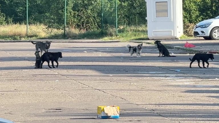Proiectul câinilor. Cum și cine îi va gestiona
