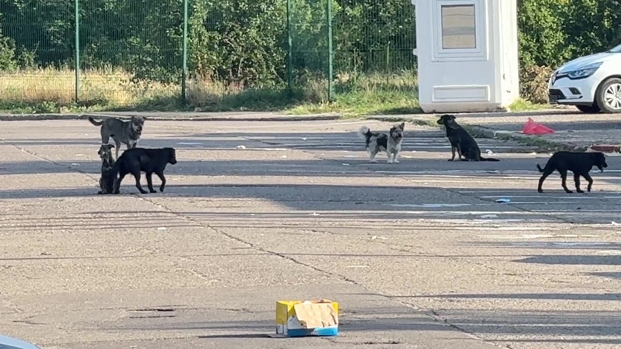 Proiectul câinilor. Cum și cine îi va gestiona