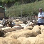 Lupta cu temperaturile extreme. Cum sunt protejate animalele de caniculă