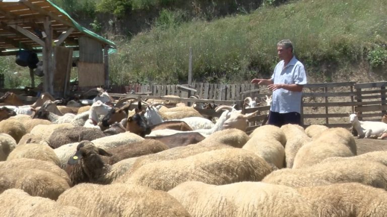 Lupta cu temperaturile extreme. Cum sunt protejate animalele de caniculă
