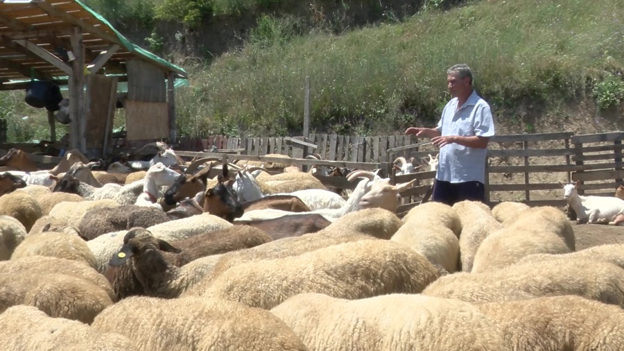 Lupta cu temperaturile extreme. Cum sunt protejate animalele de caniculă