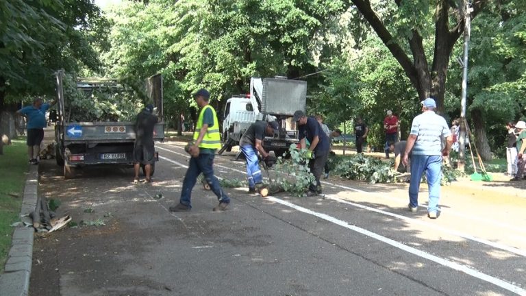 Furtună mare. S-au rupt mulți copaci în Crâng