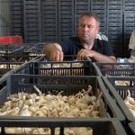 Soiul „Benone” ajunge în Israel. Usturoiul românesc, mai apreciat peste hotare decât în țară