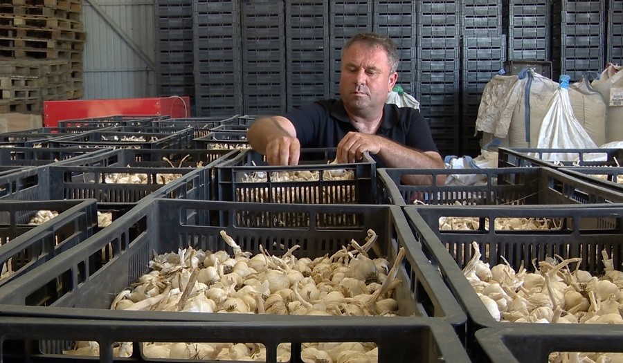 Soiul „Benone” ajunge în Israel. Usturoiul românesc, mai apreciat peste hotare decât în țară