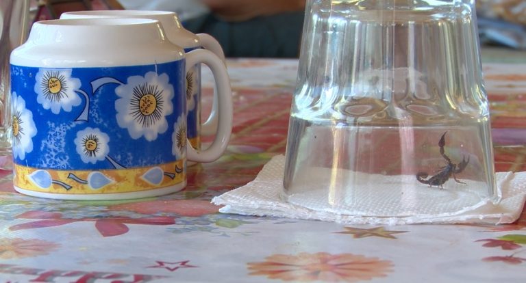 Gospodărie „invadată” de scorpioni. Spaima unui localnic din Cozieni
