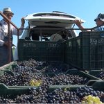 Culesul viei, început mai devreme. Strugurii au acumulat rapid zahăr după o vară fierbinte