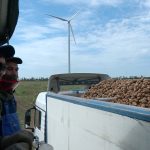 Cartofi recoltați cu utilaje moderne. Fermierii apelează și la muncitori din Nepal