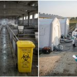 ȘOC! Peste 5700 de porci vor fi sacrificați! Pestă porcină africană, depistată la o fermă din Stâlpu