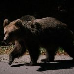 Alertă din cauza sălbăticiunilor. Un urs, pe străzile din Stâlpu, altul, într-o gospodărie din Murgești