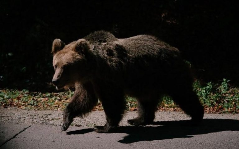 Alertă din cauza sălbăticiunilor. Un urs, pe străzile din Stâlpu, altul, într-o gospodărie din Murgești