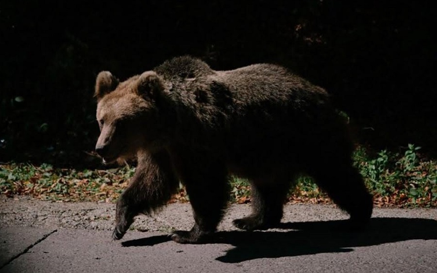 Alertă din cauza sălbăticiunilor. Un urs, pe străzile din Stâlpu, altul, într-o gospodărie din Murgești