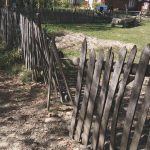 Spaimă într-un sat de munte. Lupii au intrat printre case și au ucis un câine